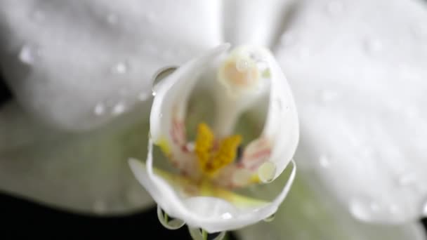 Druppels vallen op de orchidee kop van de falaenopsis — Stockvideo