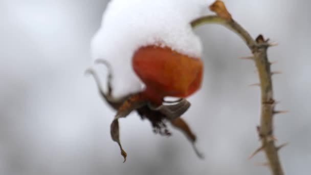 Close-up uitzicht op droge roos heup met sneeuw — Stockvideo