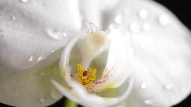 Phalaenopsis orkide başına damlalar düşüyor.