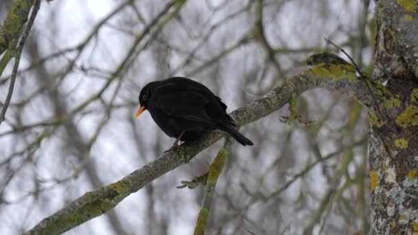 Звичайний чорний птах, що сидить на гілці дерева зимовий час — стокове відео