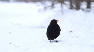 Karatavuk kışın karda durur