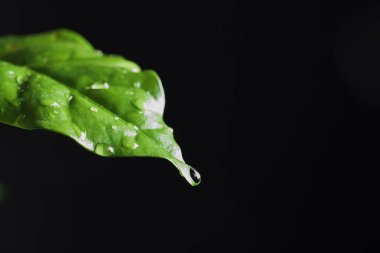 Siyah arkaplanda kahve yaprağının kapatılması