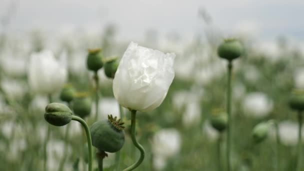 Close-up van witte opium papaver in de zomer papaver veld. — Stockvideo