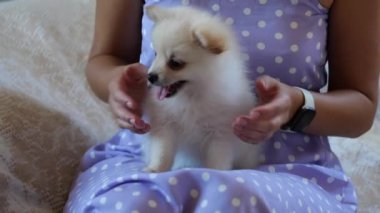 Tatlı Pomeranya 'lı kadın dizlerine tükürük.
