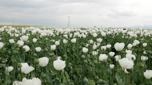 Bloeiende witte opium klaprozen in de zomer groene veld. — Stockvideo