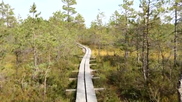 나무로 된 보도를 걷고 있는 어느 화창 한 날, 습지를 가로질러 걷고 있다 — 비디오