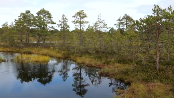 Панорамный вид болотного болота в солнечный осенний день — стоковое видео