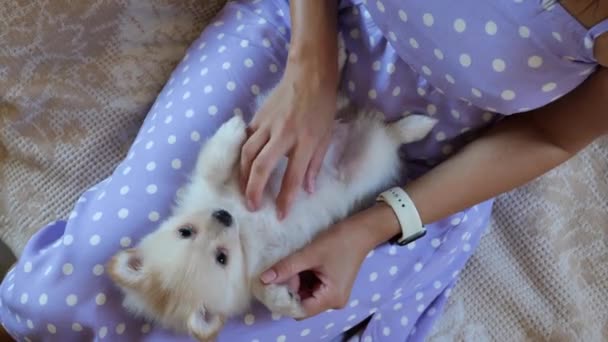 Cute Pomeranian dziecko spitz na kolanach kobiet — Wideo stockowe