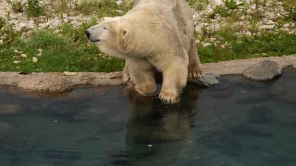 Крупним планом білий полярний ведмідь стоїть біля води — стокове відео