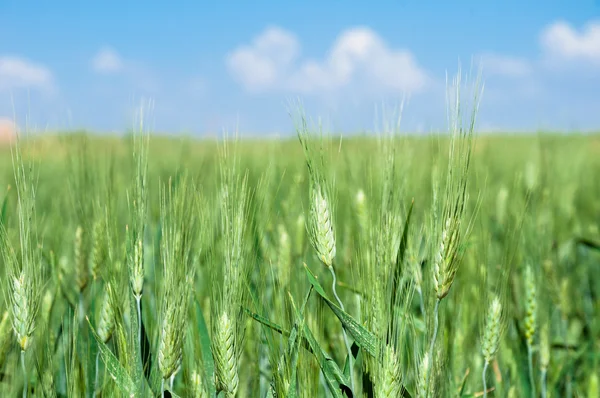 Wheat field — Stock Photo, Image