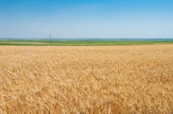 Golden field — Stock Photo, Image