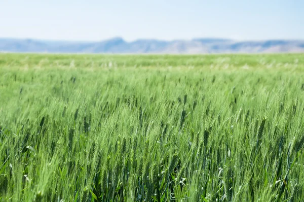 Beautiful View Wheat Field Front Mountains Southeast Turkey — Stock Photo, Image