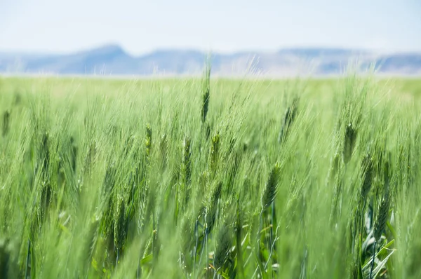 Wheat field — Stock Photo, Image