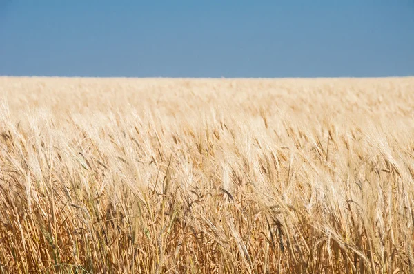 Campo de trigo — Foto de Stock