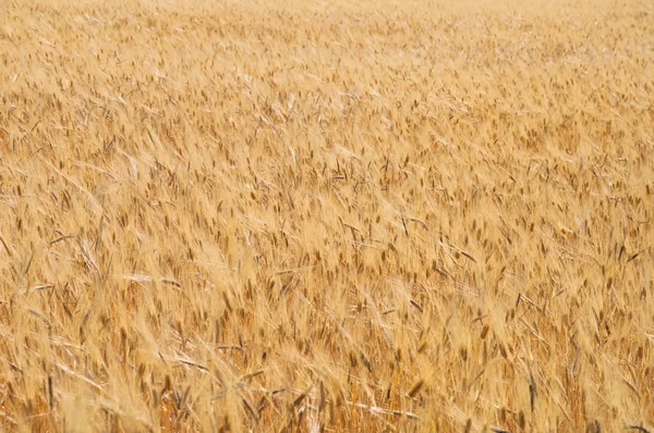 Campo de oro —  Fotos de Stock