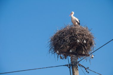 Stork's nest