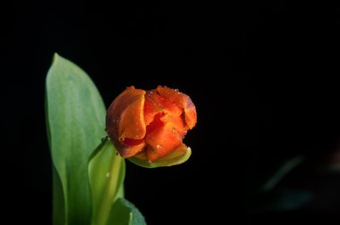 Orange tulip