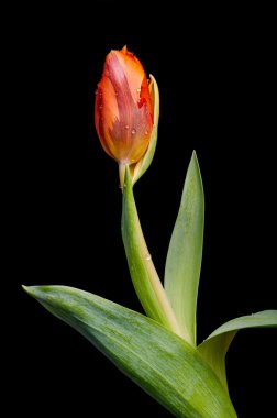 Orange tulip