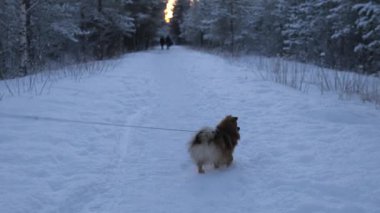Bir köpek, uzun ağaçlar ve solan güneş ışığıyla çevrili karla kaplı bir patikada akşam yürüyüşünden zevk alır..