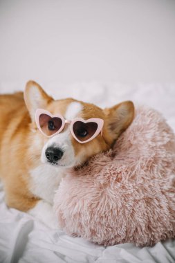 Bir Corgi rahat bir yastıkta rahat bir ortamda kalp şeklinde güneş gözlüğü takarken rahatlar..