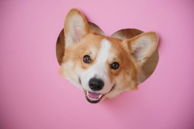 Neşeli bir Corgi 'nin parlak gözleri ve büyük bir gülümsemesi pembeler içindeki kalp şeklindeki bir kesiği inceliyor..