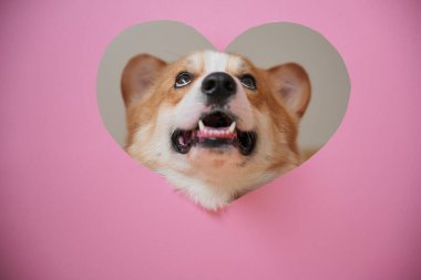 Meraklı bir mantar yavrusu pembeyle kalp şeklindeki bir kesiğe bakar ve neşeli tavırlarını gösterir..