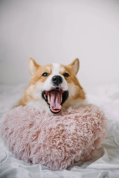 Corgi, sıcak bir iç mekanda yumuşak bir kalp şeklindeki yastığın üzerinde uzanırken rahatça esniyor..