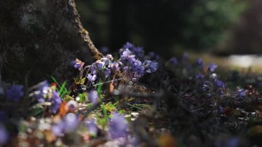 Violet yaban çiçekleri, uzun ağaçlar ve yumuşak güneş ışığıyla çevrili sakin bir parkın zeminini örtüyor..