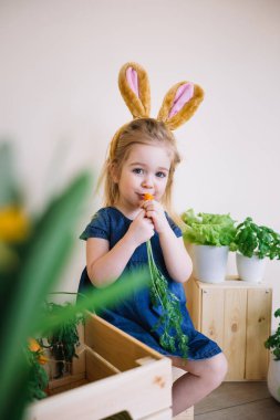 Paskalya günü tavşan kulağı takan şirin bir kız çocuğu. Komik 3 yaşındaki kız tatlı havuç yiyor ve elinde marulla saksı tutuyor, sağlıklı besleniyor.