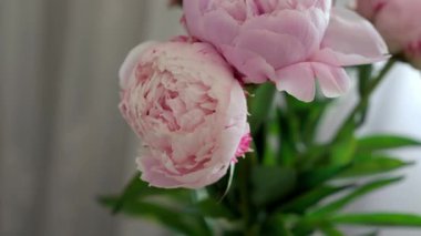 Gri arka planda güzel pembe şakayık buketi.