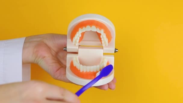 Dentist shows how to properly brush teeth on the orthodontic model of teeth on — Stock Video