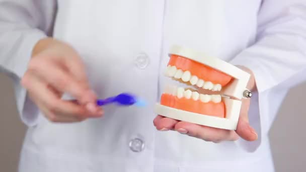 Dentista muestra cómo cepillar correctamente los dientes en el modelo de ortodoncia de los dientes. — Vídeo de stock