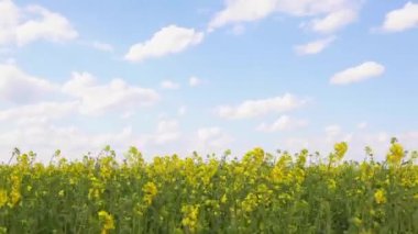Bulutların arkaplanındaki kolza alanı