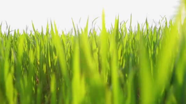 Młode pole pszenicy zielone zbliżenie — Wideo stockowe