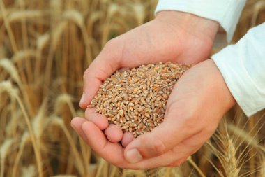 Bir buğday tarlasına yakın planda tahıllı çiftçi elleri