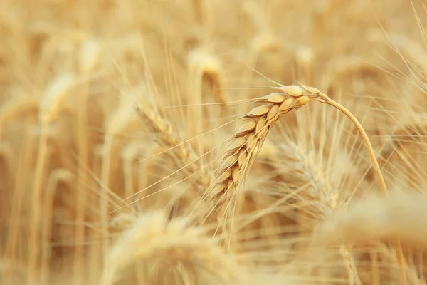 Espiguetas de trigo em um campo fecham com o lugar do texto — Fotografia de Stock