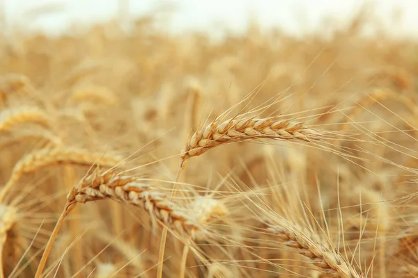Espiguetas de trigo em um campo fecham com o lugar do texto — Fotografia de Stock