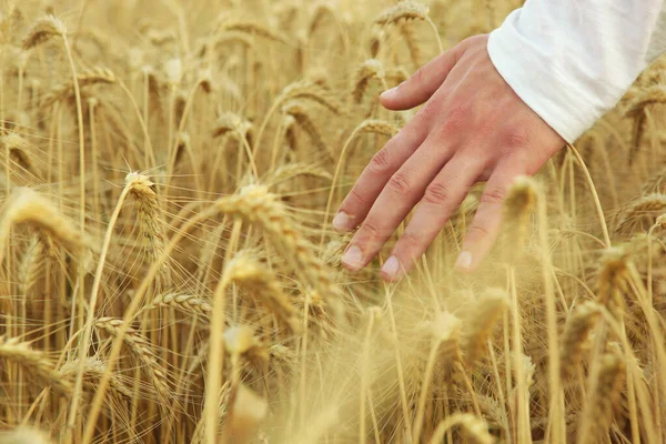 Rolnicy dotykają kolców z bliska na tle pola pszenicy — Zdjęcie stockowe