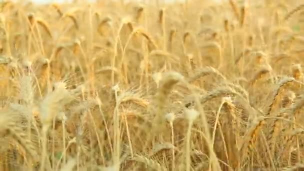 Пшеничное поле рядом с местом для текста — стоковое видео