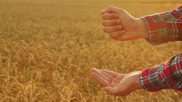 Руки фермеров с крупным планом зерновых на фоне пшеничного поля — стоковое видео
