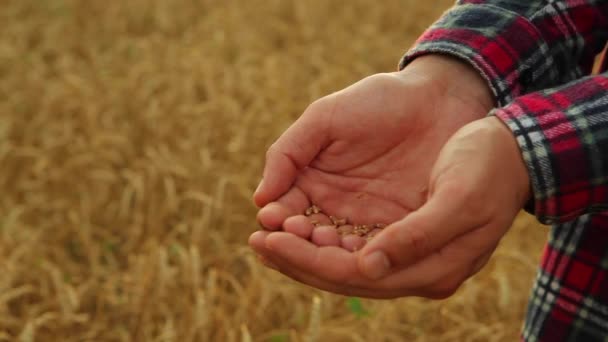 Mãos de agricultores com grão de cereal close-up no fundo de um campo de trigo — Vídeo de Stock