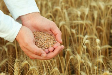 Bir buğday tarlasına yakın planda tahıllı çiftçi elleri