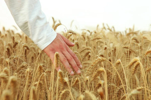 Mãos de agricultores tocando espiguetas close-up no fundo de um campo de trigo — Fotografia de Stock