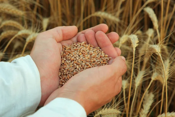Οι αγρότες χέρια με κόκκους δημητριακών γκρο πλαν στο παρασκήνιο ενός τομέα σιταριού — Φωτογραφία Αρχείου