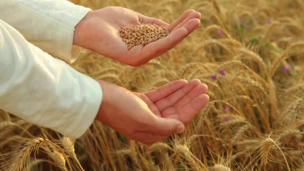 Mãos de agricultores com grão de cereal close-up no fundo de um campo de trigo — Vídeo de Stock