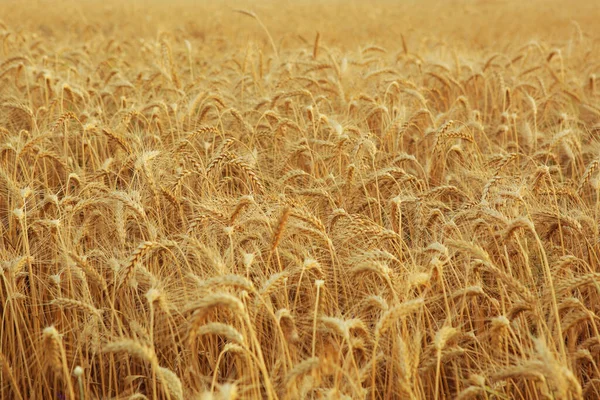 Campo de trigo fechar com lugar para texto — Fotografia de Stock