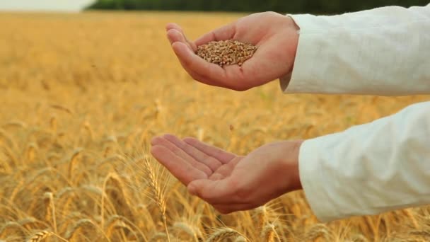 Mãos de agricultores com grão de cereal close-up no fundo de um campo de trigo — Vídeo de Stock