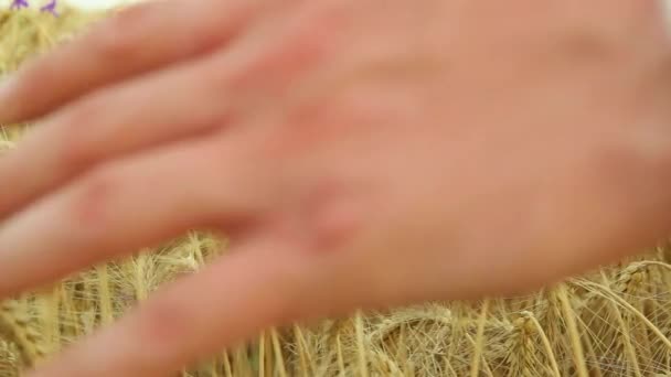 Campesinos manos tocando espiguillas de cerca en el fondo de un campo de trigo — Vídeo de stock