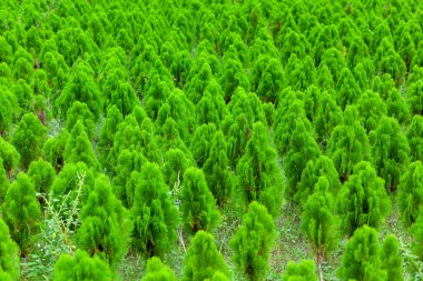 Tamarix dioica her zaman yeşil bir çalı ağacıdır. Tamarix dioica çalı yeşil ağaç fidelerine yerleştirilmiş. Doğadaki Noel ağacı yeşil ve taze arka plan.