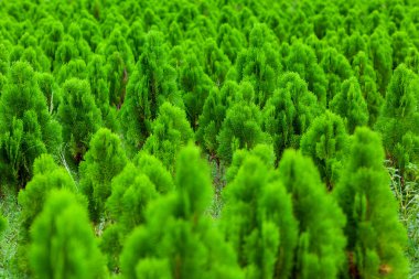 Tamarix dioica her zaman yeşil bir çalı ağacıdır. Tamarix dioica çalı yeşil ağaç fidelerine yerleştirilmiş. Doğadaki Noel ağacı yeşil ve taze arka plan.
